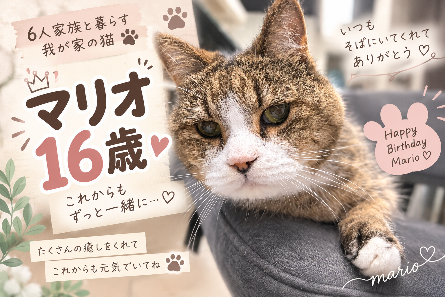 16歳になった猫のマリオ